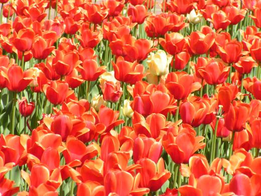 435581 (a): :2048x1536